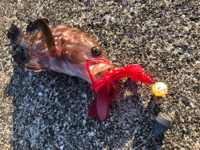 キジハタは戻ってきたのか?