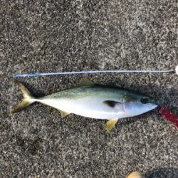 ポーアイ沖にてメジロ