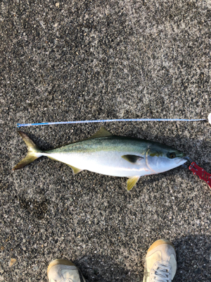 ポーアイ沖にてメジロ