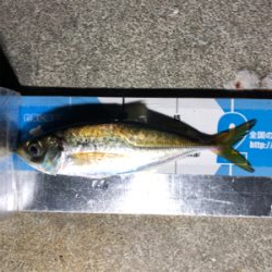 太刀魚釣り失敗だ!