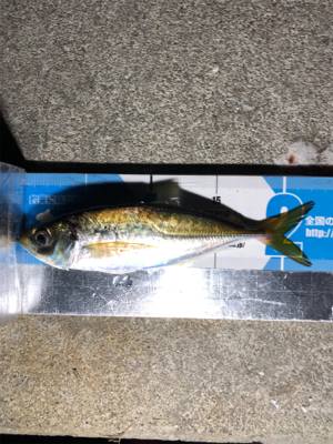 太刀魚釣り失敗だ!