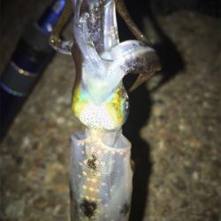 ロリイカのみσ(^_^;)