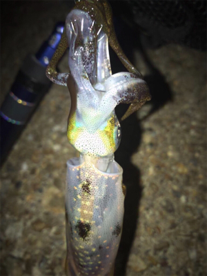 ロリイカのみσ(^_^;)