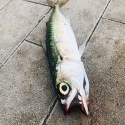 コスモスクエア釣果