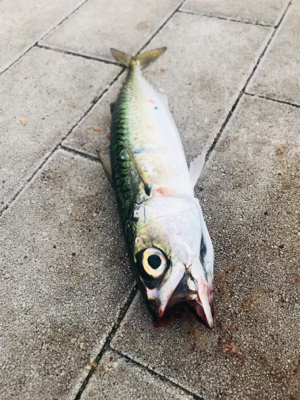 コスモスクエア釣果