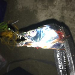 タチウオ釣れてます