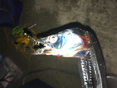 タチウオ釣れてます