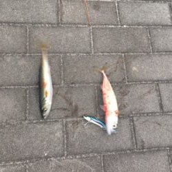 大潮初日は激しく中サバ祭り。。