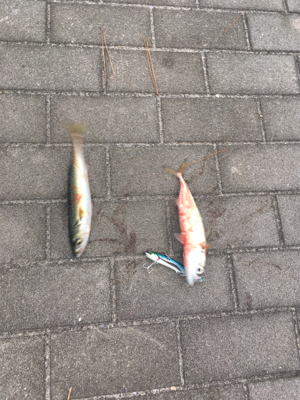 大潮初日は激しく中サバ祭り。。