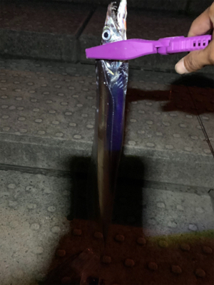 1年ぶりの太刀魚