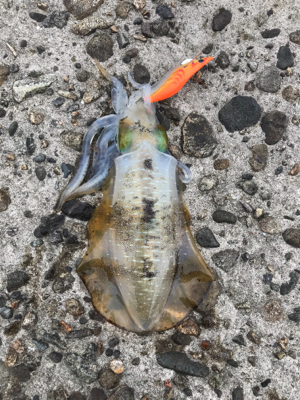 台風後のリベンジ釣行