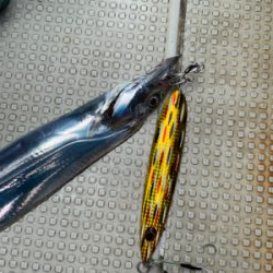 須磨沖タチウオジギング