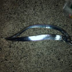 今シーズン初のタチウオ