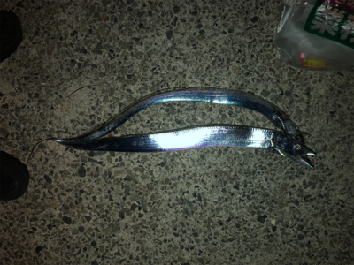 今シーズン初のタチウオ