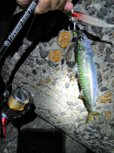 太刀魚調査はサバゲー