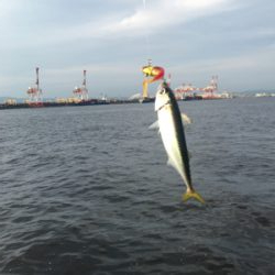 夕マヅメもナイトも鯖ばかり。。。