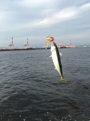 夕マヅメもナイトも鯖ばかり。。。