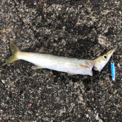 アラハダクラスのカマス好調