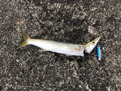 アラハダクラスのカマス好調