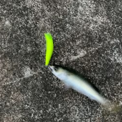 久しぶりの釣果！！！