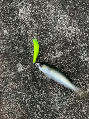 久しぶりの釣果！！！