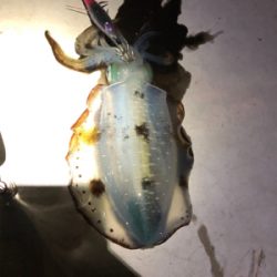 コロッケからトンカツさん