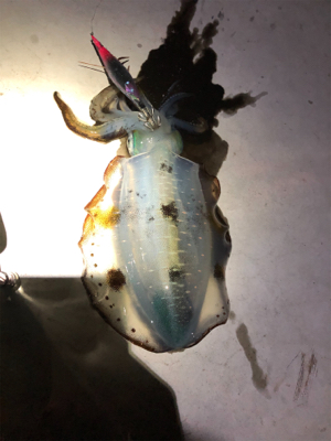 コロッケからトンカツさん