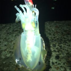 アオリイカ 調査(^^)