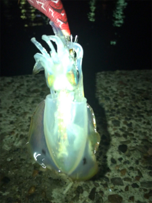 アオリイカ 調査(^^)