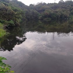 チビスキャット