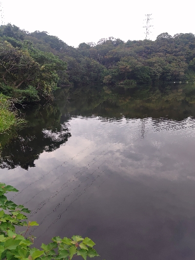 チビスキャット