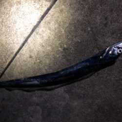 自分たちだけがポンポンと