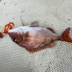 明石　鯛カブラ