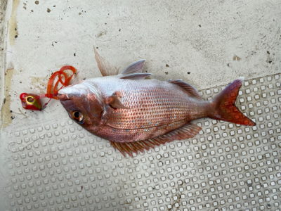 明石　鯛カブラ