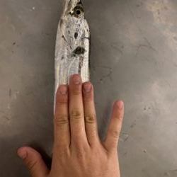 太刀魚ばっかり