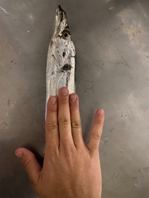 太刀魚ばっかり