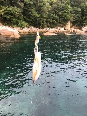 少し大きくなりました。