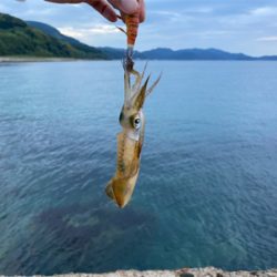 人生三度目のエギングでようやく