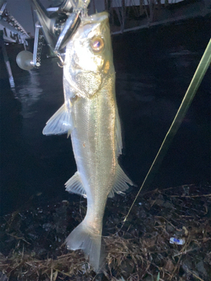 初の河川シーバスに成功！
