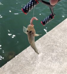 サヨリングからのちょい投げ