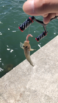 サヨリングからのちょい投げ