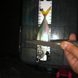 小アジ大量でした