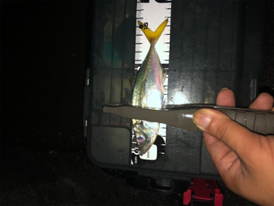 小アジ大量でした