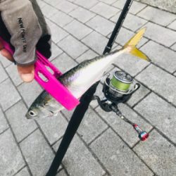 コスモスクエア釣果