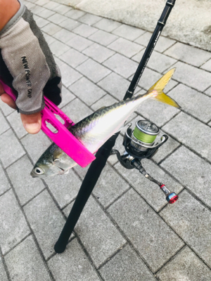 コスモスクエア釣果