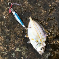 青物、太刀魚は…