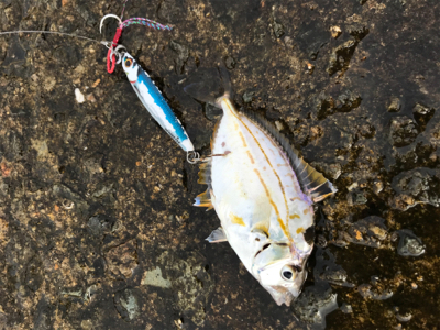 青物、太刀魚は…