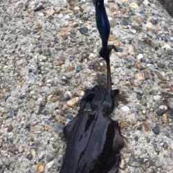 出勤前、短時間エギング(^^)