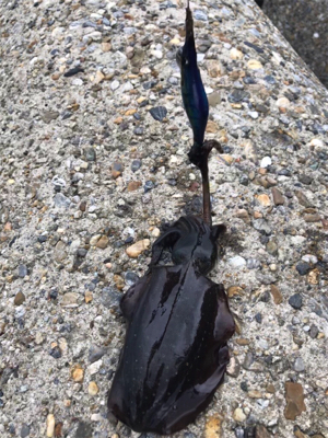 出勤前、短時間エギング(^^)