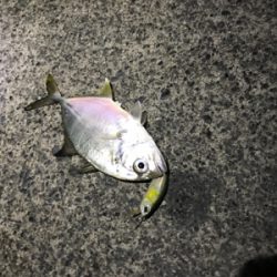 ショートバイトの正体